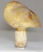 Photo Texture of Mushroom 0004